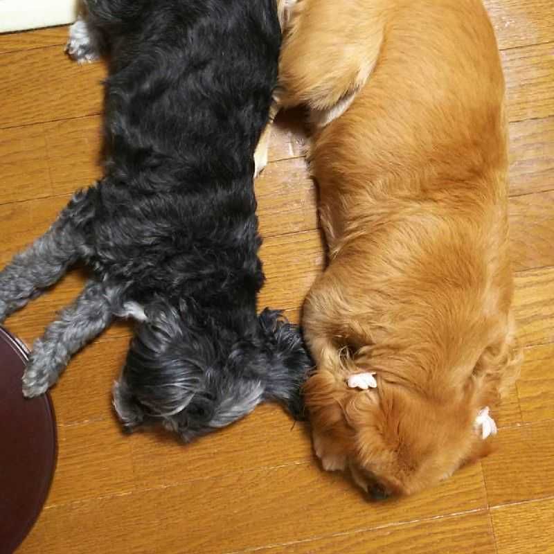 ユーザーアイコン