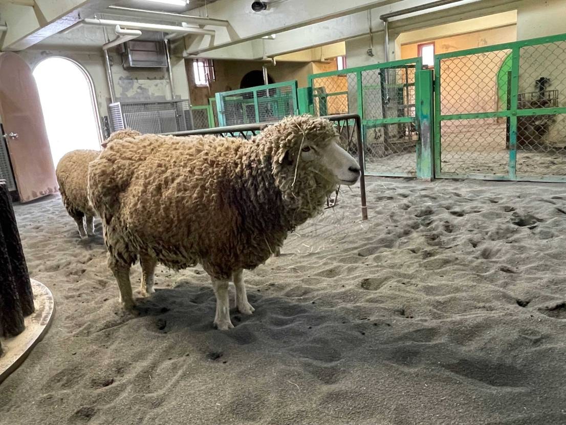 本日は動物園🦙

次男が動物園に行きたいっていうので、🐘