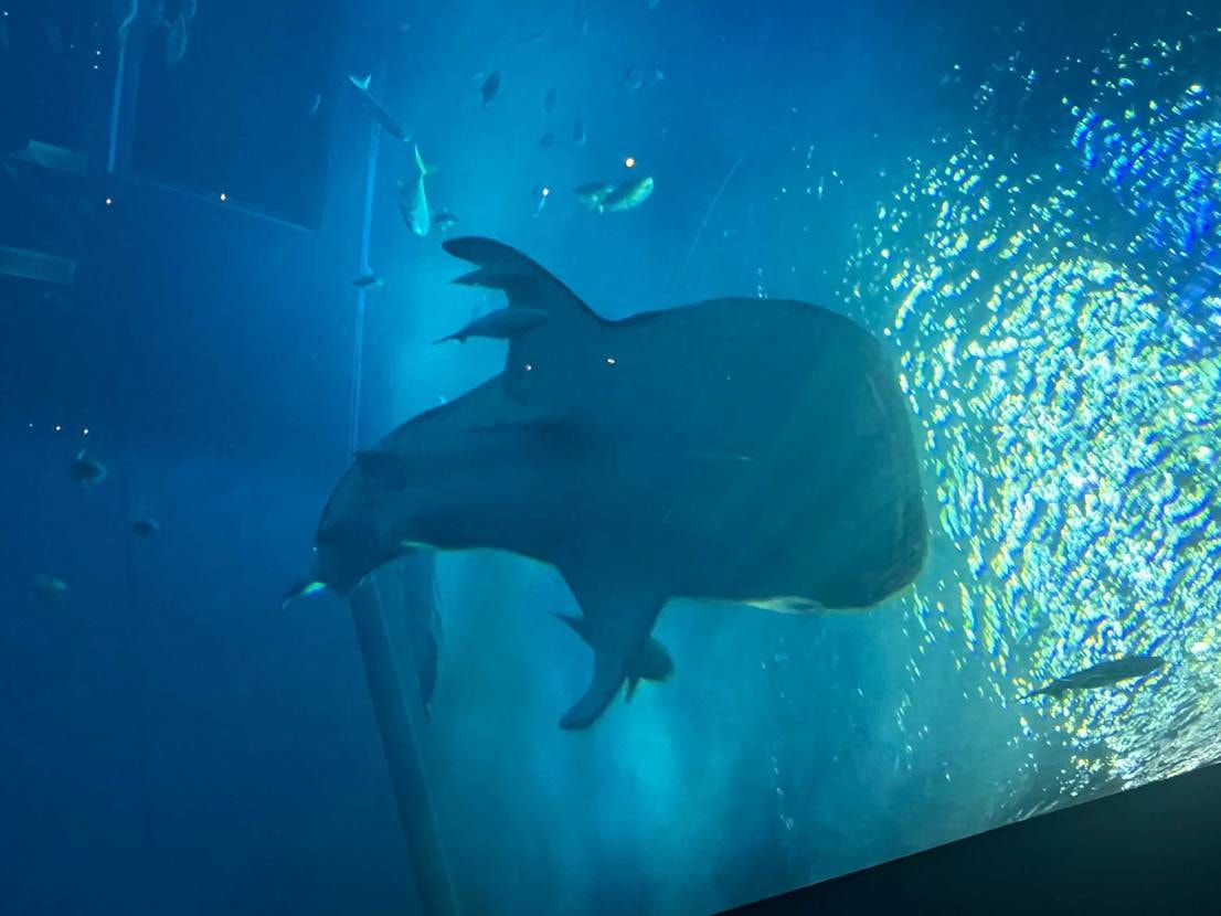 沖縄旅行満喫中🦙

今回の旅行は2足しか持ってこれず、本