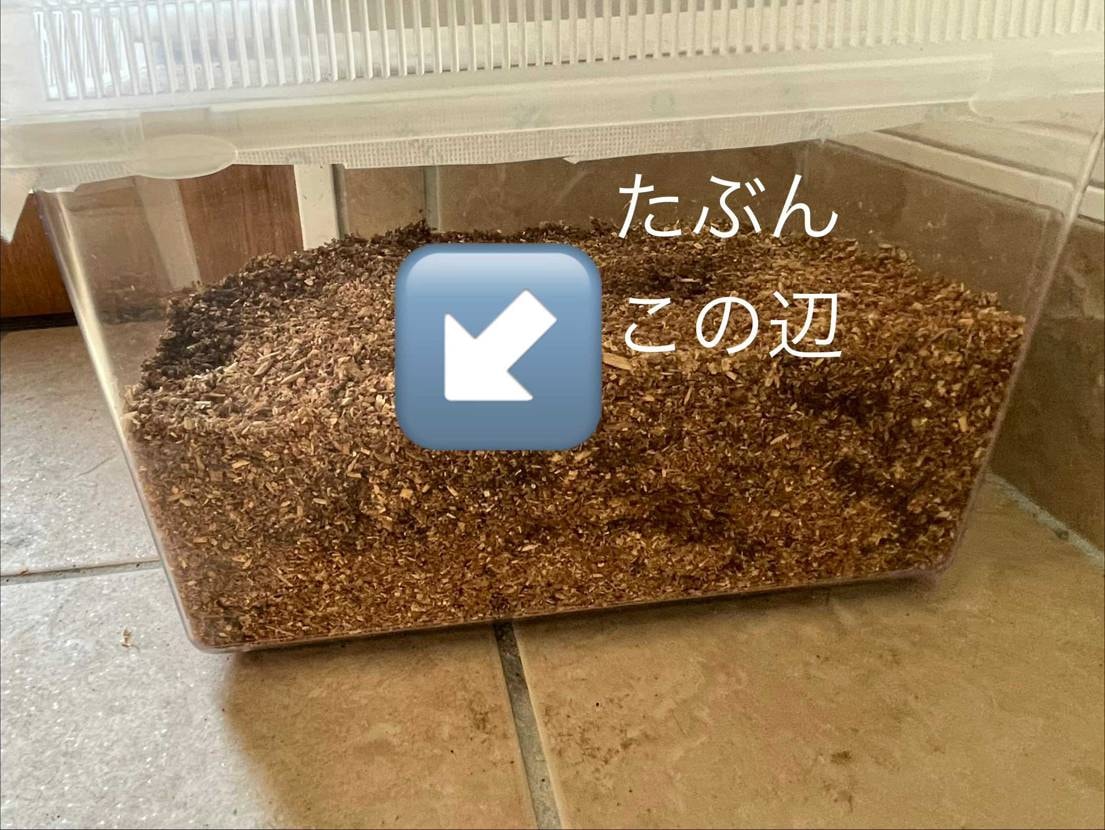 昆虫採集🦙

今日は久しぶりに♨️ダンク履いて、アウトレ