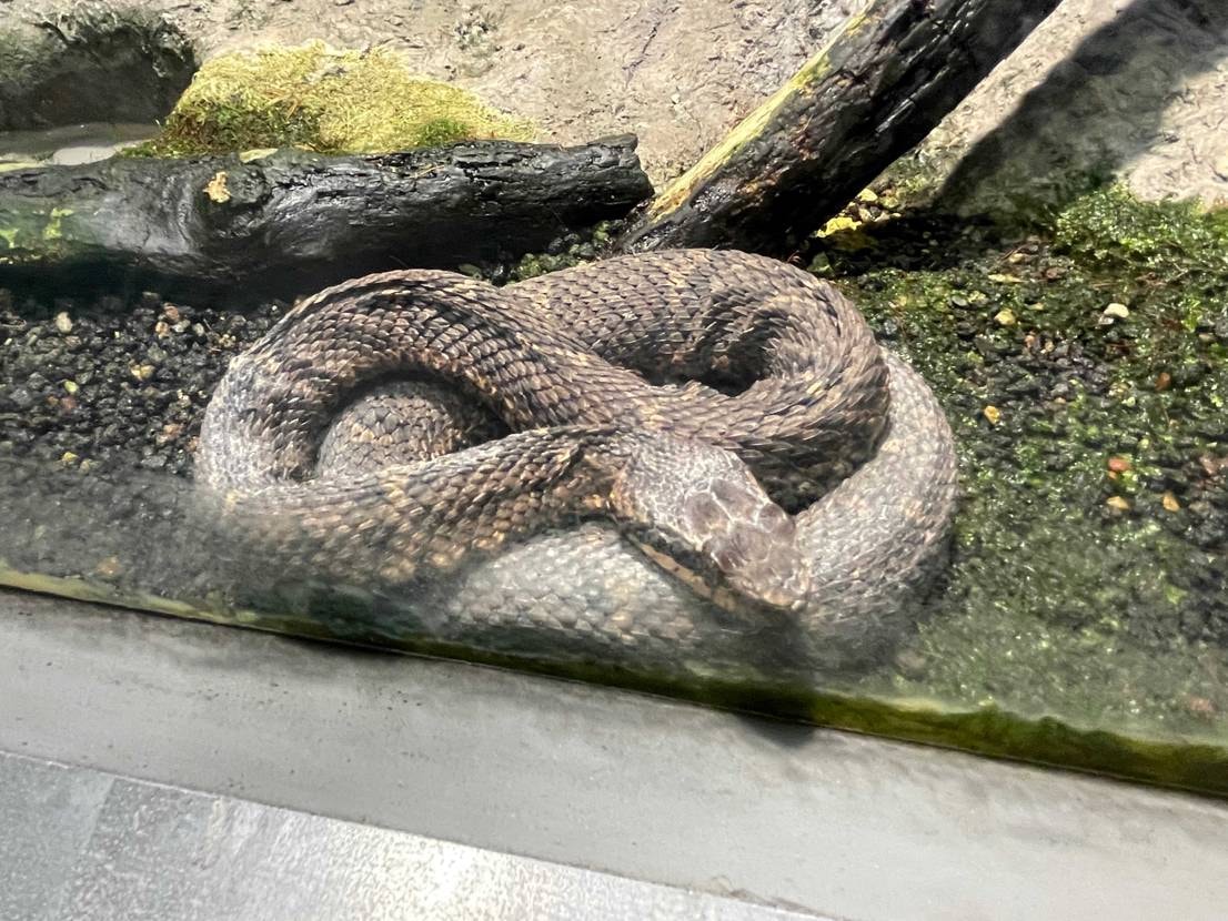 本日は動物園🦙

次男が動物園に行きたいっていうので、🐘