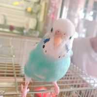 新居 信子