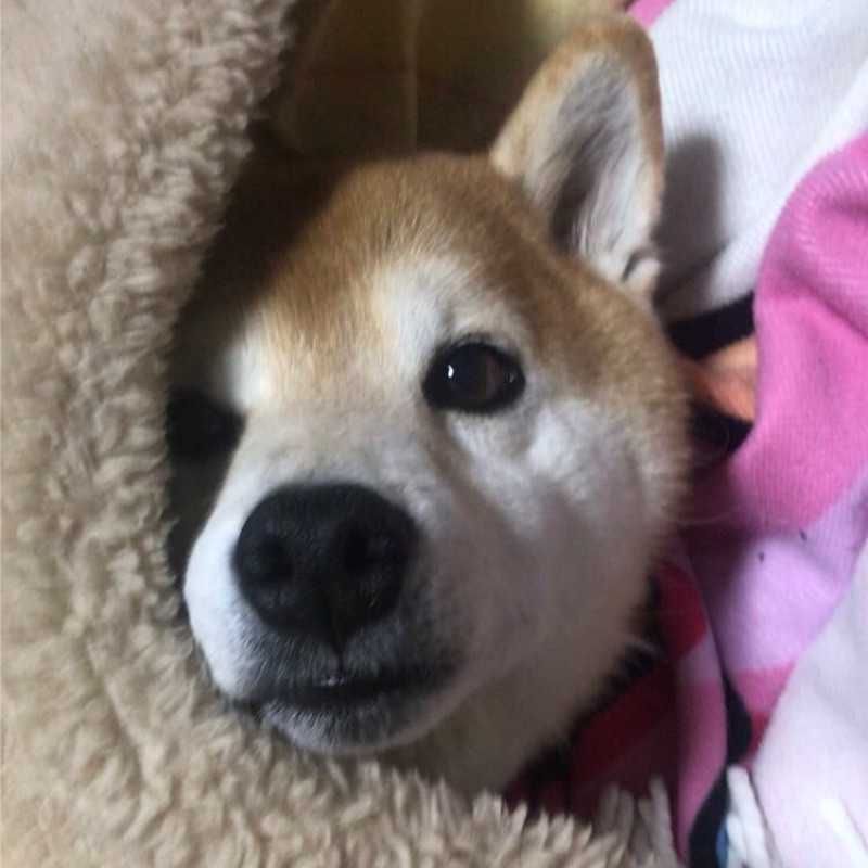 漣たろう
