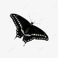Black Buterfly