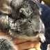 degu_chinchira