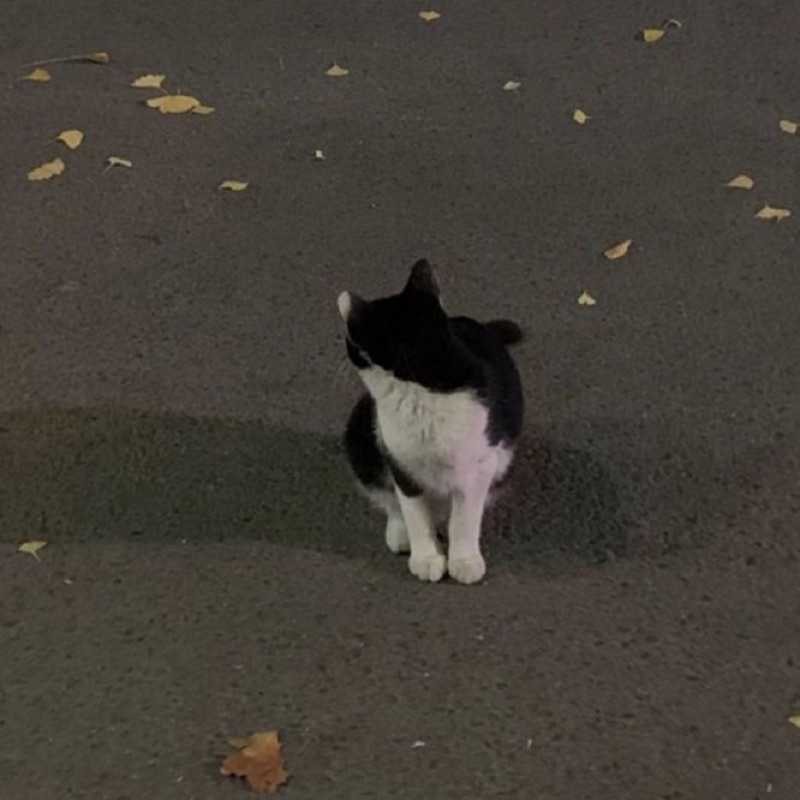 ゆ