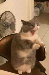 ねこ
