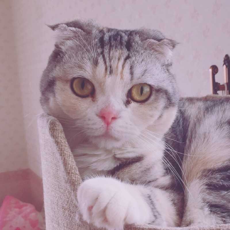 伊織