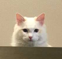 ゆうちゃん