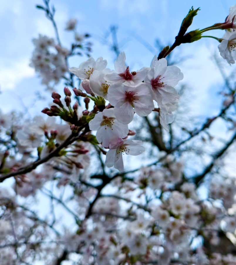 
ロイヤル🟦履くつもりが…

妻「🌸見に行くのに👟暗く