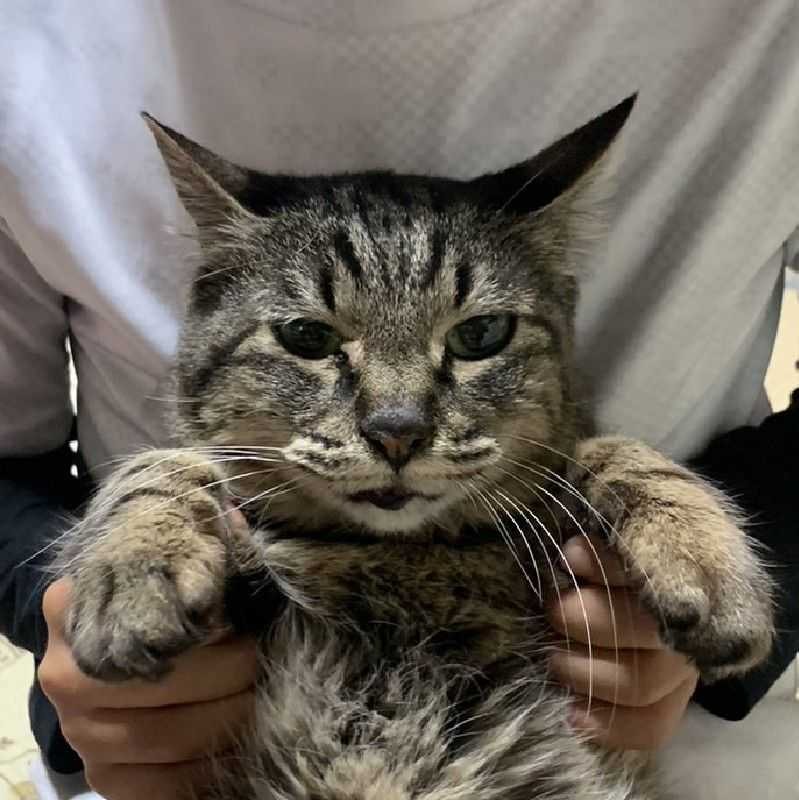 コトラ