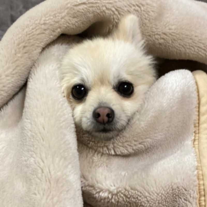 kota