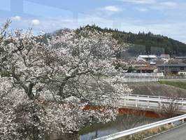 t.kimura