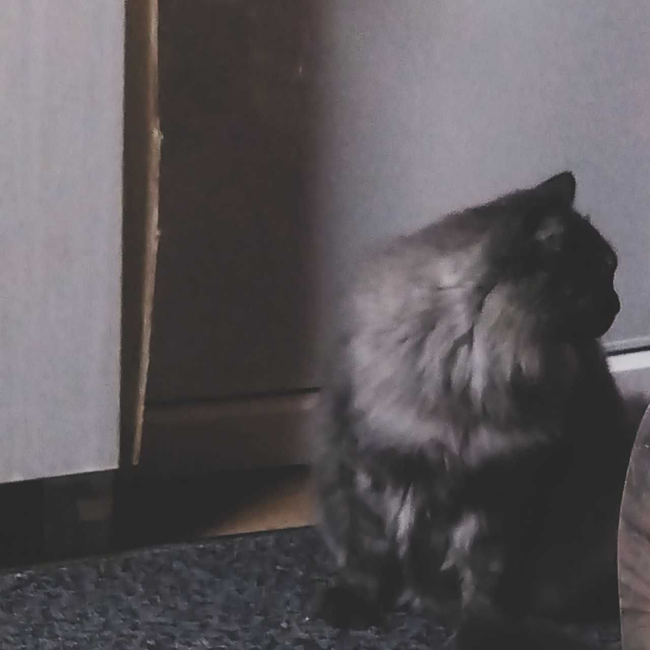 まお