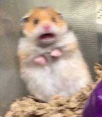 キンニクマン