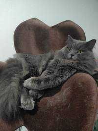 アジ