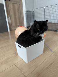 ふーたそ