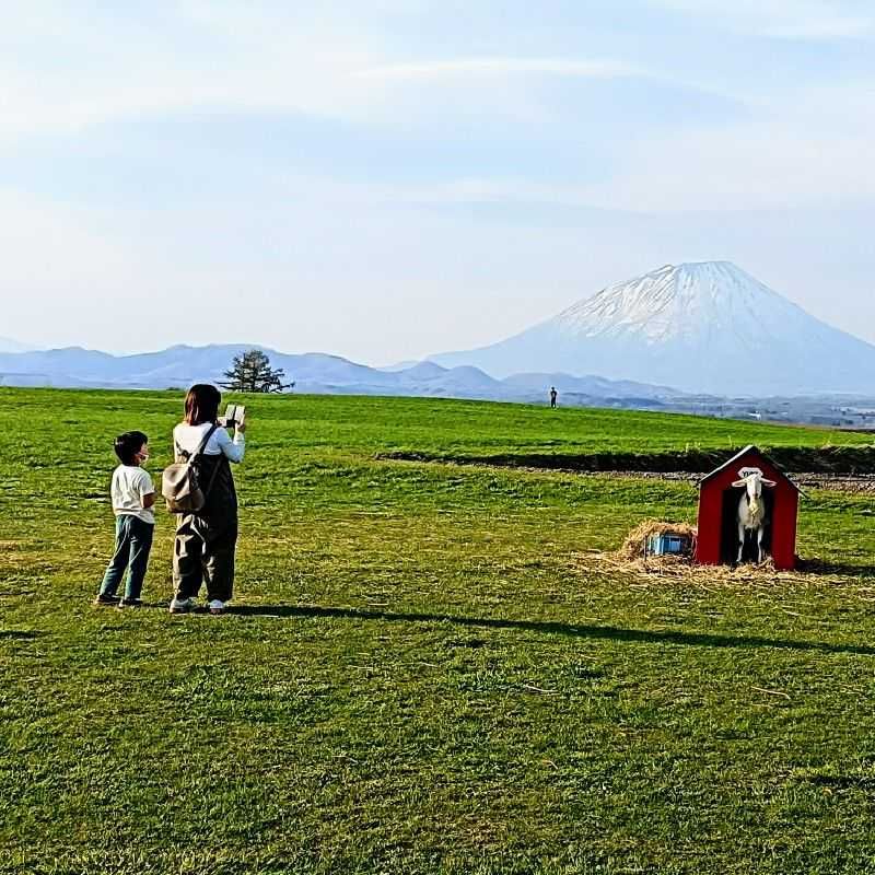 こまつ