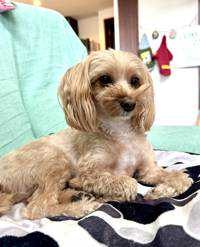 ユーザーアイコン