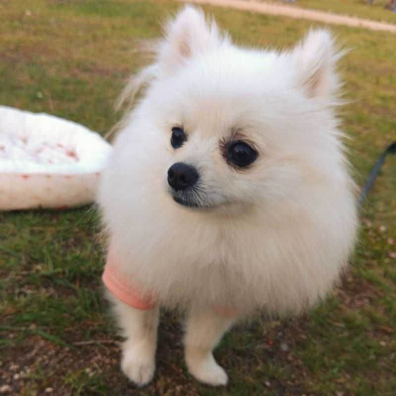 圭司