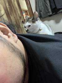 だんでる