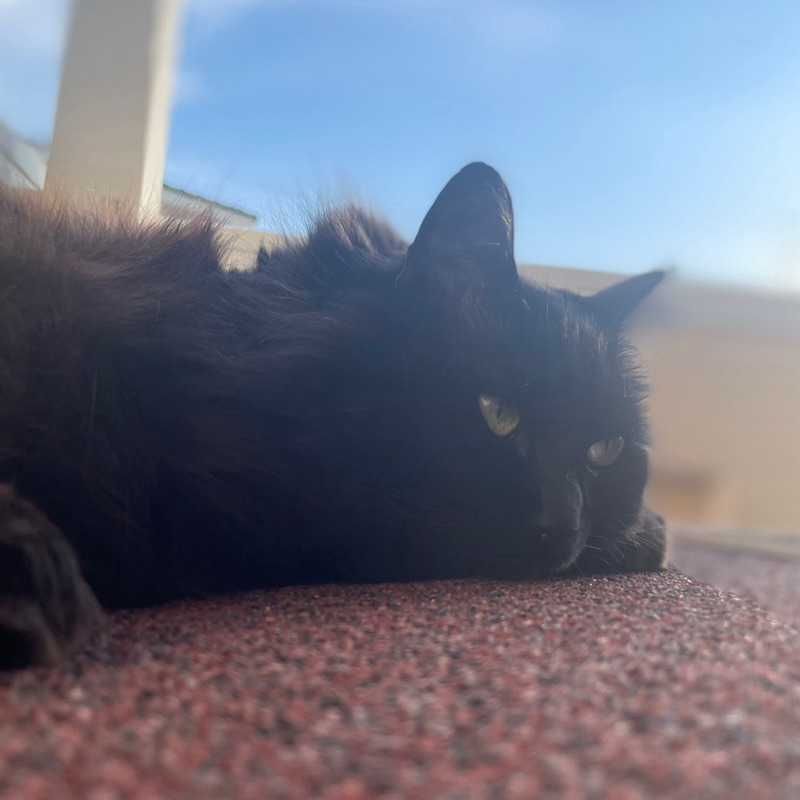 ʀᴇɴ