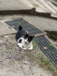 恒雄