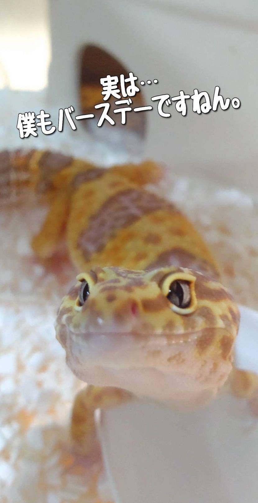 What’s up bro?🙋🏾‍♂️

今日で娘は戦闘