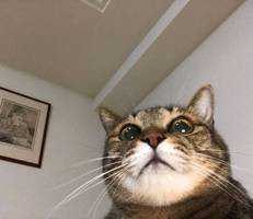 りゅうせい