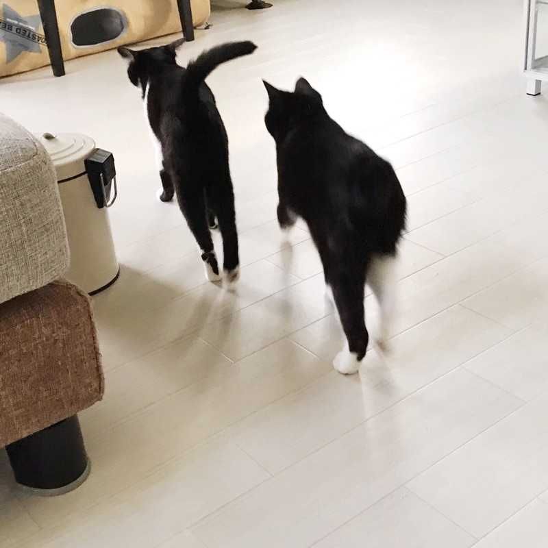 ぱげお