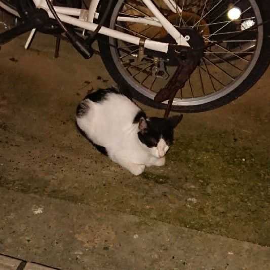 しょうご