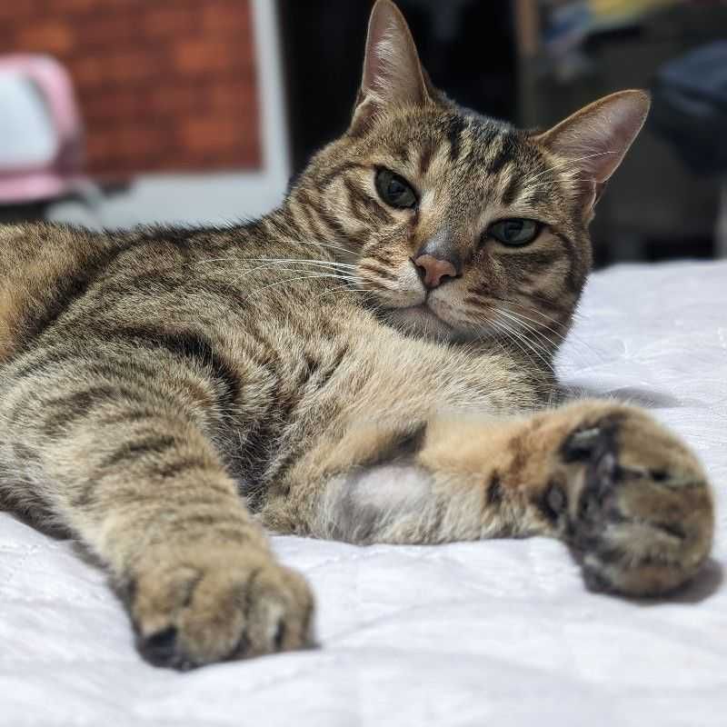 ナゴム?