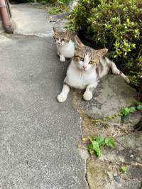 ユーザーアイコン