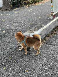 りゅう