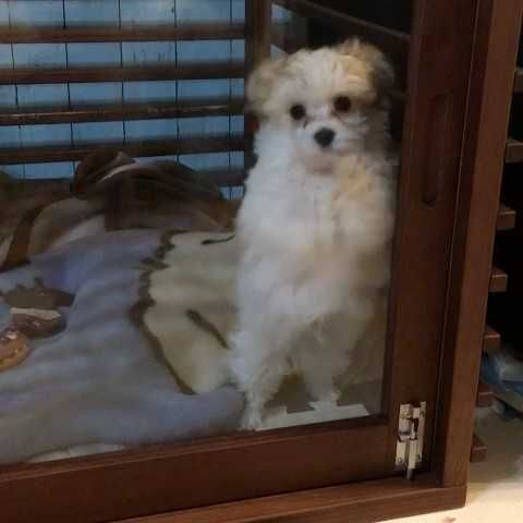 トモ