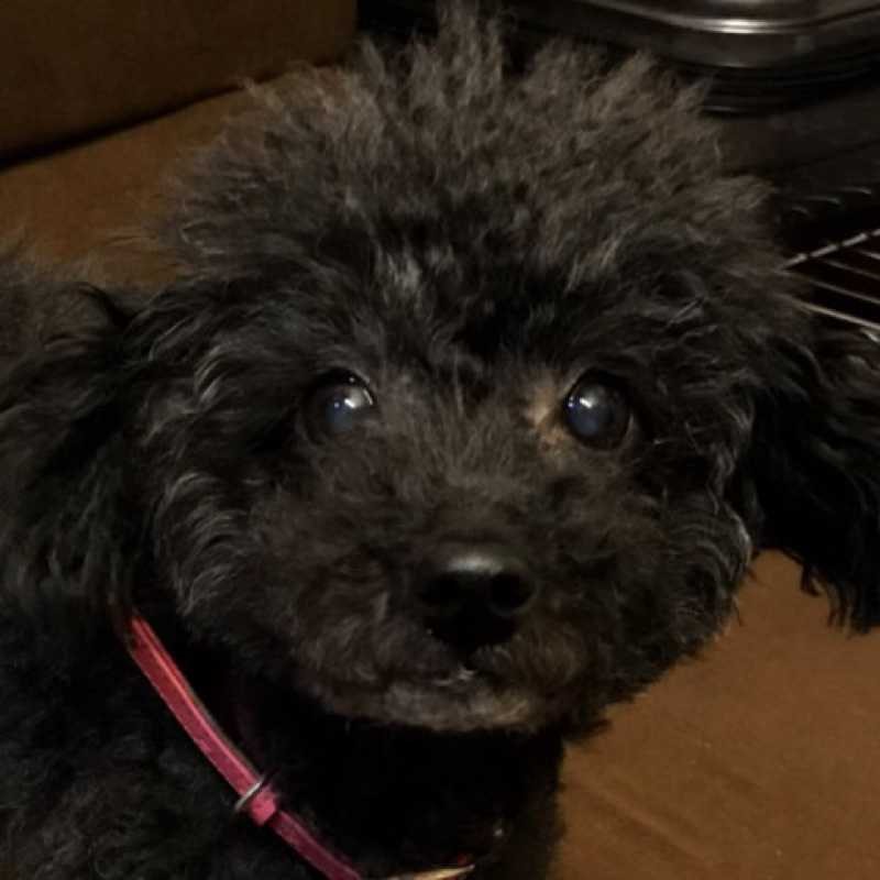 ユーザーアイコン