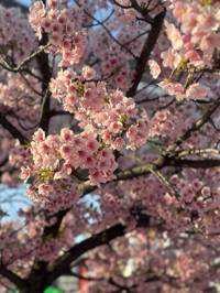 桜(出品者)