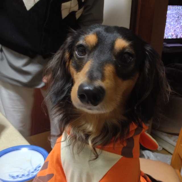 ヨシ