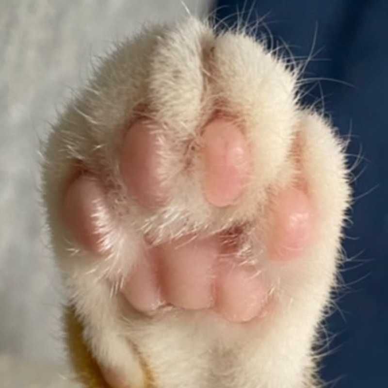 猫の手でポチる男