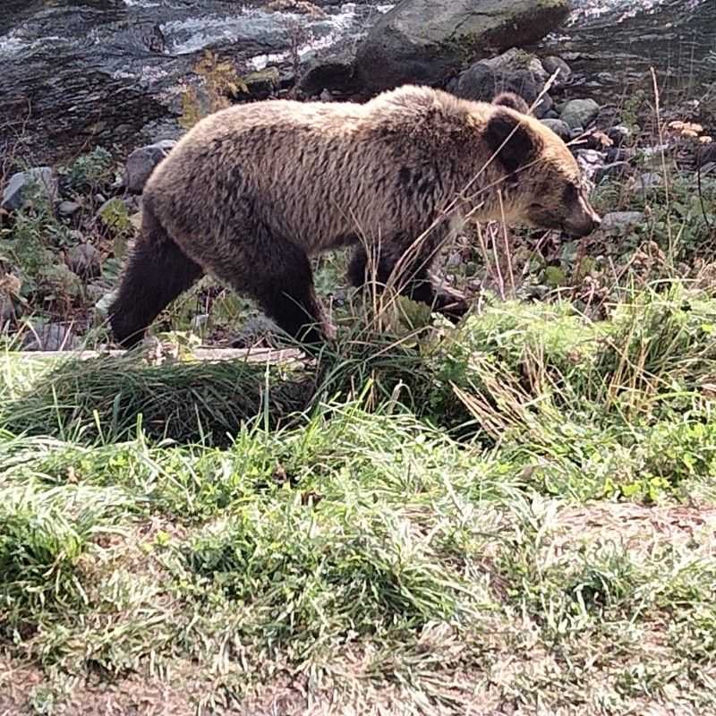 クマカイ