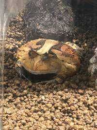 アマツノ