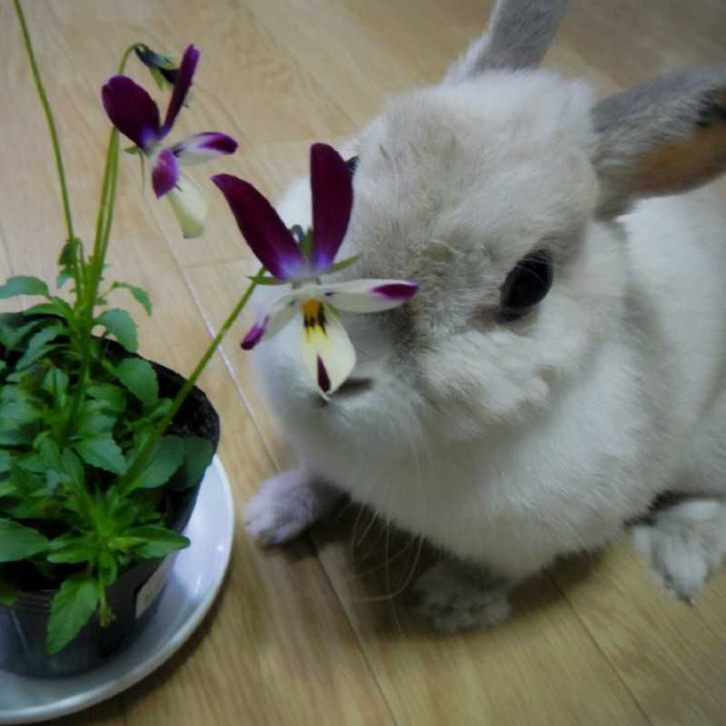 トシ
