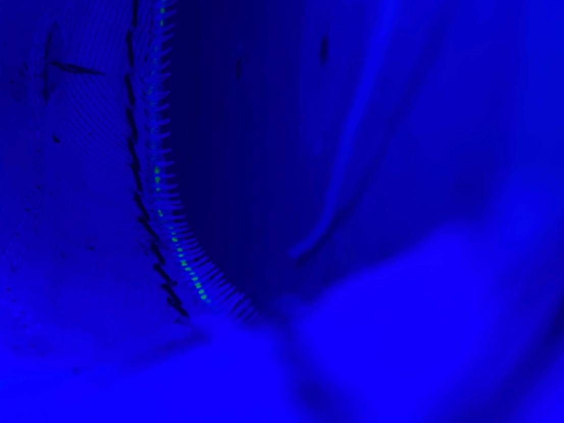 もし ブラックライトを持っていて 時間があれば 教えてもらい