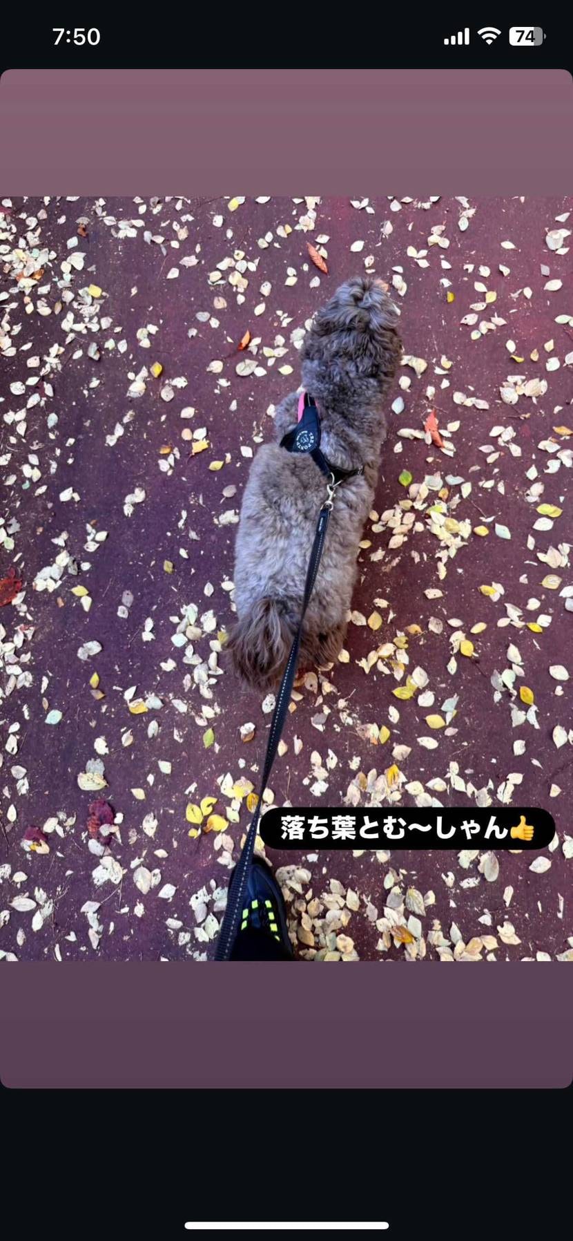 これそうかな？#木村拓哉#エアマックス95OGビッグバブル"HRJK"