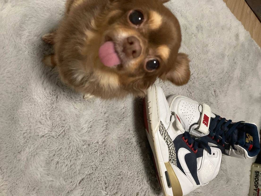 チワワ軍曹の鑑定が終わりました！！

『これバリスティックフォースと違う！』