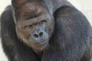 ゴリラ🦍
