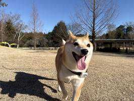 ぴっぴこ