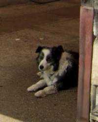 犬に飼われてる人