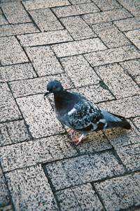 ユーザーアイコン