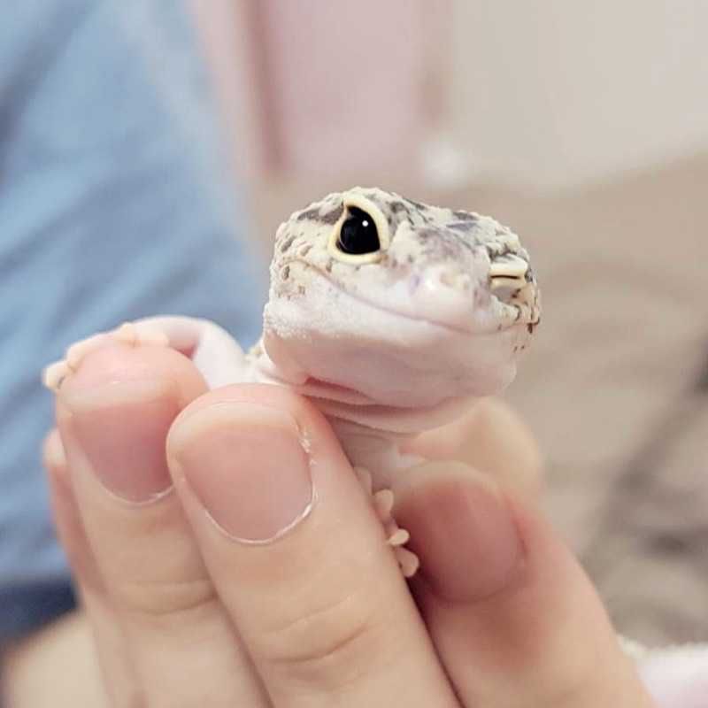 かいる(出品者)